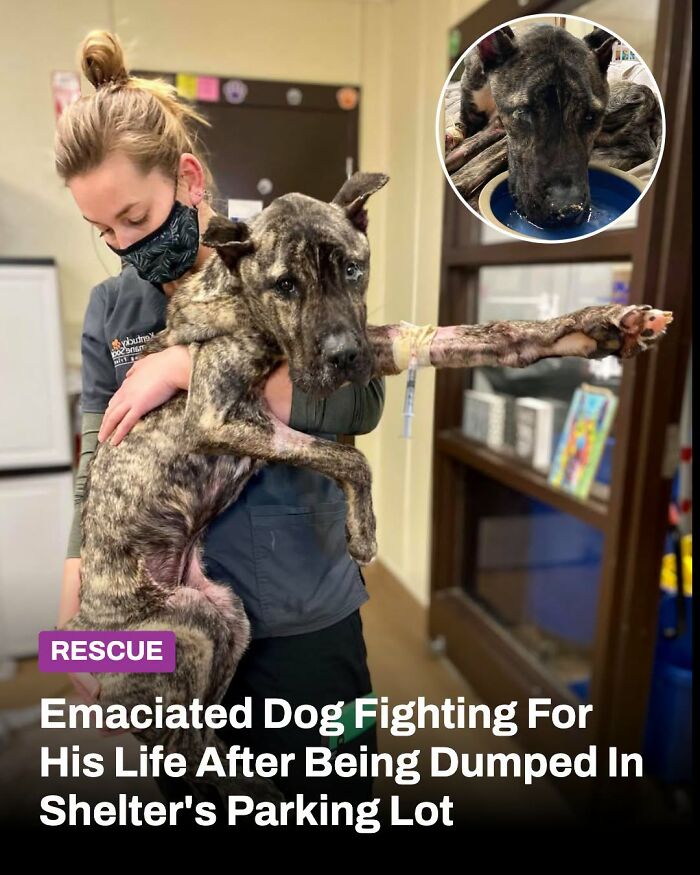 This Page Shared The Stories Of 34 Animals Whose Lives Changed After Someone Finally Came To Help (New Pics) This Page Shared The Stories Of 34 Animals Whose Lives Changed After Someone Finally Came To Help (New Pics)