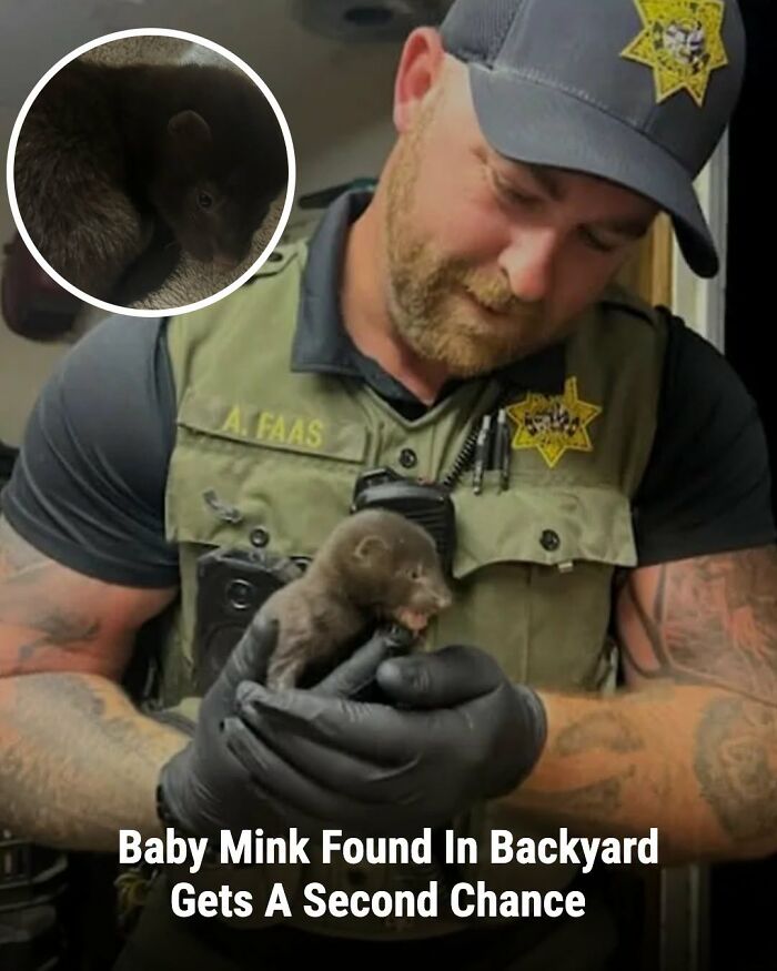 This Page Shared The Stories Of 34 Animals Whose Lives Changed After Someone Finally Came To Help (New Pics) This Page Shared The Stories Of 34 Animals Whose Lives Changed After Someone Finally Came To Help (New Pics)