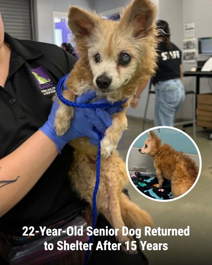 This Page Shared The Stories Of 34 Animals Whose Lives Changed After Someone Finally Came To Help (New Pics) This Page Shared The Stories Of 34 Animals Whose Lives Changed After Someone Finally Came To Help (New Pics)
