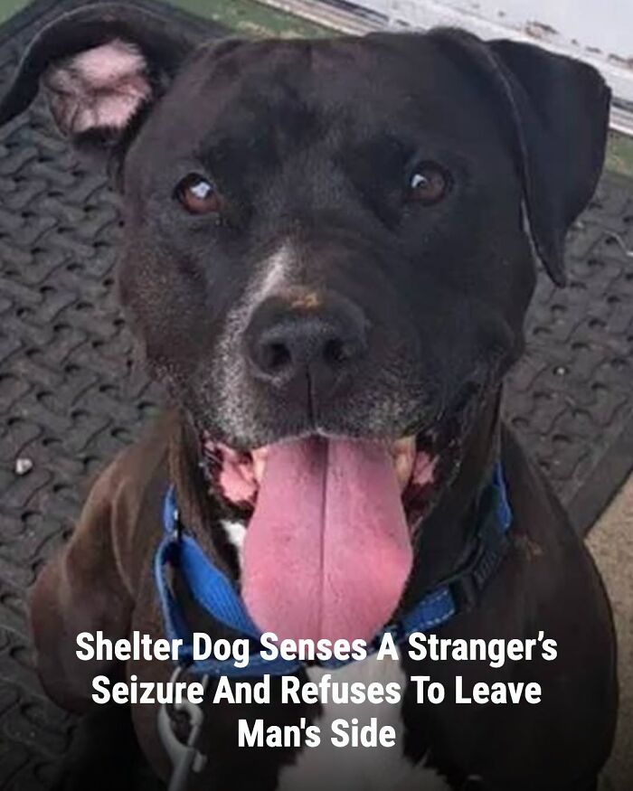 This Page Shared The Stories Of 34 Animals Whose Lives Changed After Someone Finally Came To Help (New Pics) This Page Shared The Stories Of 34 Animals Whose Lives Changed After Someone Finally Came To Help (New Pics)