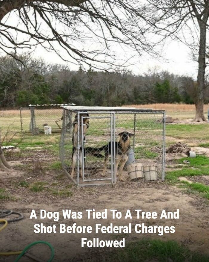 This Page Shared The Stories Of 34 Animals Whose Lives Changed After Someone Finally Came To Help (New Pics) This Page Shared The Stories Of 34 Animals Whose Lives Changed After Someone Finally Came To Help (New Pics)