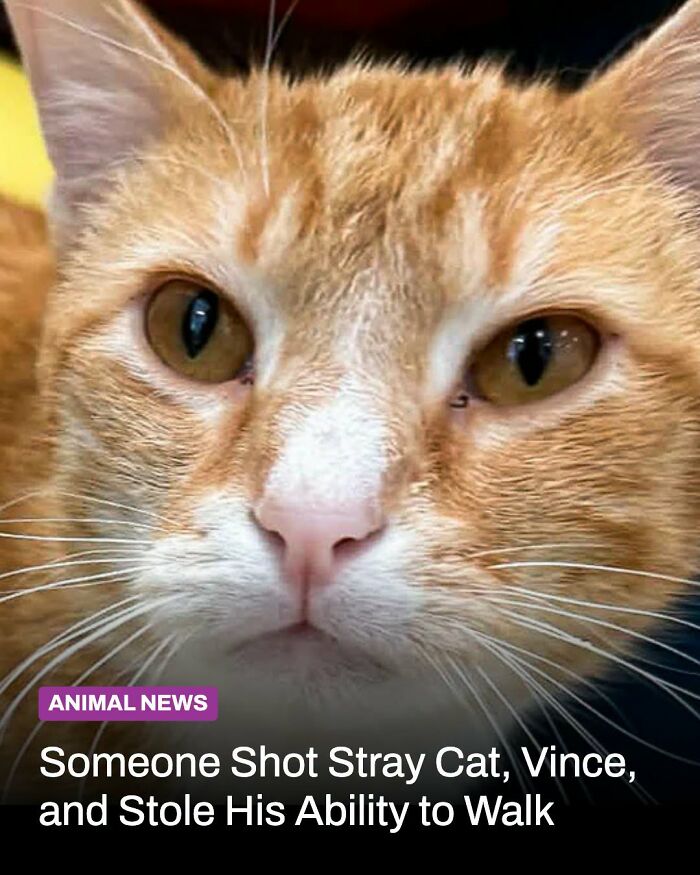 This Page Shared The Stories Of 34 Animals Whose Lives Changed After Someone Finally Came To Help (New Pics) This Page Shared The Stories Of 34 Animals Whose Lives Changed After Someone Finally Came To Help (New Pics)