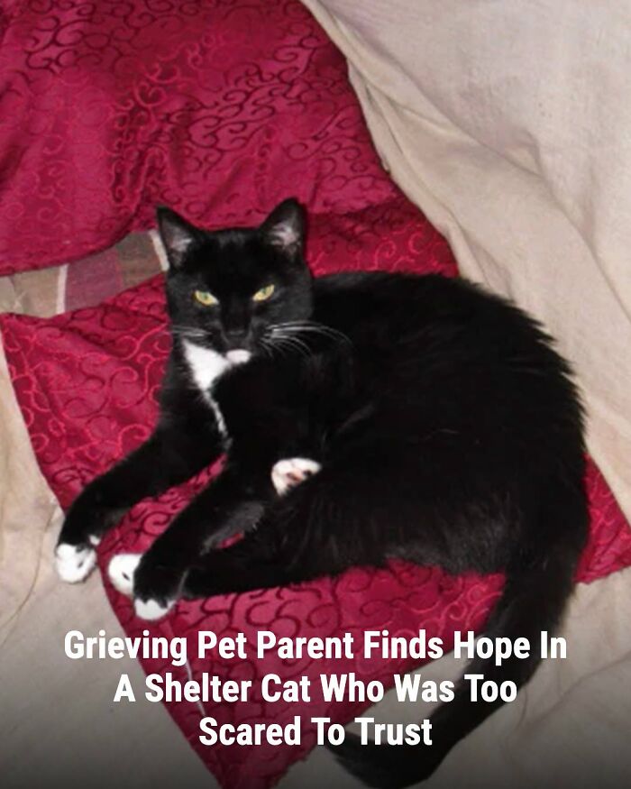 This Page Shared The Stories Of 34 Animals Whose Lives Changed After Someone Finally Came To Help (New Pics) This Page Shared The Stories Of 34 Animals Whose Lives Changed After Someone Finally Came To Help (New Pics)
