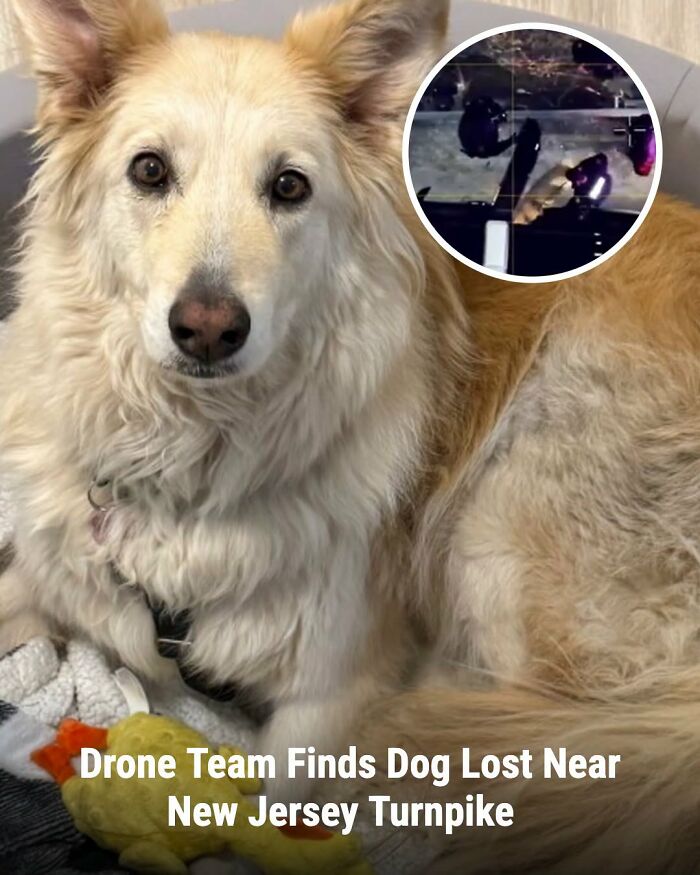 This Page Shared The Stories Of 34 Animals Whose Lives Changed After Someone Finally Came To Help (New Pics) This Page Shared The Stories Of 34 Animals Whose Lives Changed After Someone Finally Came To Help (New Pics)