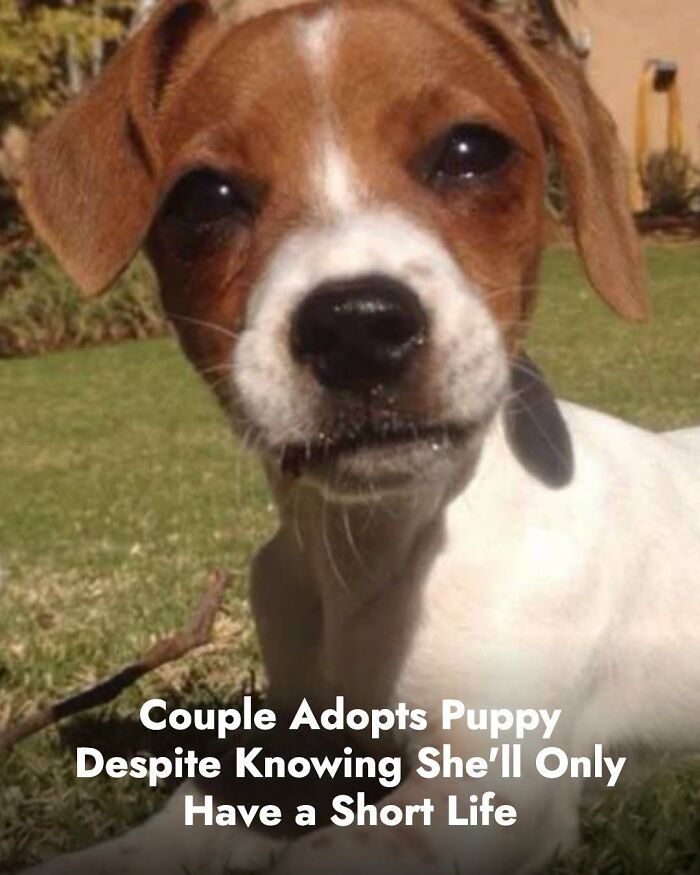 This Page Shared The Stories Of 34 Animals Whose Lives Changed After Someone Finally Came To Help (New Pics) This Page Shared The Stories Of 34 Animals Whose Lives Changed After Someone Finally Came To Help (New Pics)