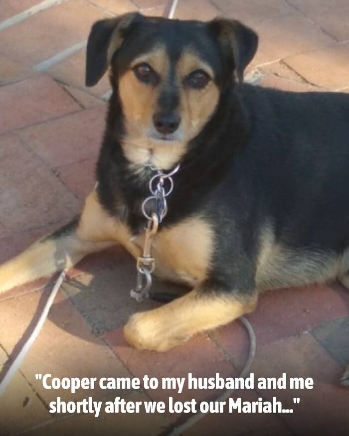 This Page Shared The Stories Of 34 Animals Whose Lives Changed After Someone Finally Came To Help (New Pics) This Page Shared The Stories Of 34 Animals Whose Lives Changed After Someone Finally Came To Help (New Pics)