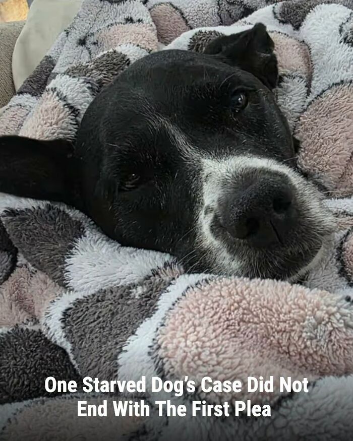 This Page Shared The Stories Of 34 Animals Whose Lives Changed After Someone Finally Came To Help (New Pics) This Page Shared The Stories Of 34 Animals Whose Lives Changed After Someone Finally Came To Help (New Pics)
