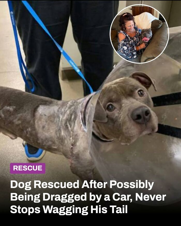 This Page Shared The Stories Of 34 Animals Whose Lives Changed After Someone Finally Came To Help (New Pics) This Page Shared The Stories Of 34 Animals Whose Lives Changed After Someone Finally Came To Help (New Pics)