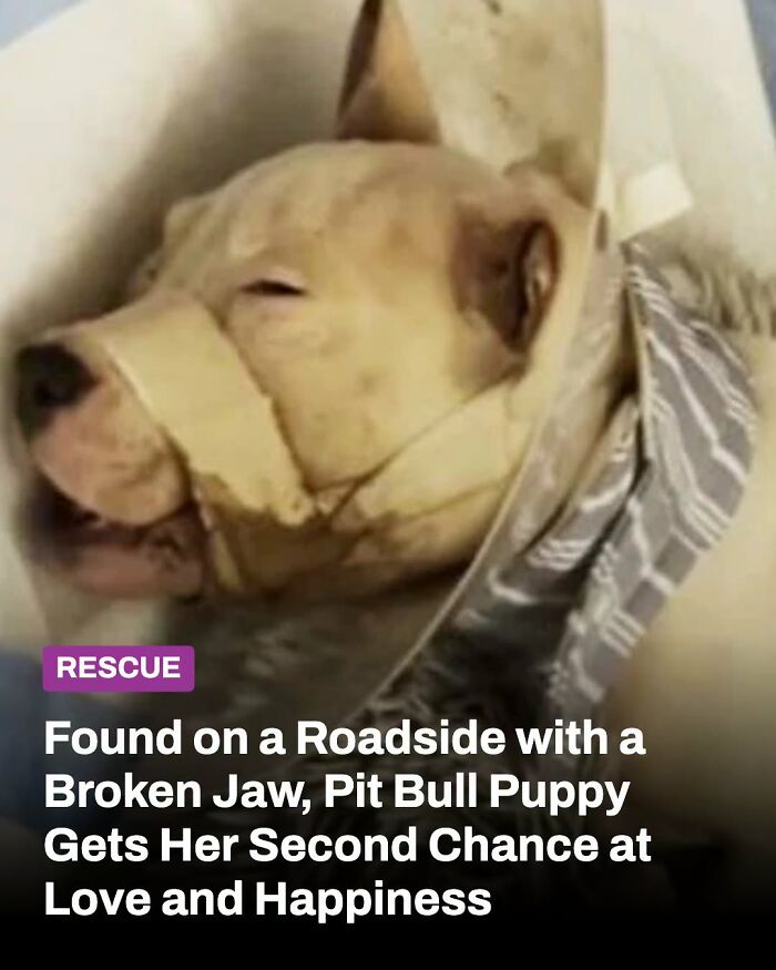 This Page Shared The Stories Of 34 Animals Whose Lives Changed After Someone Finally Came To Help (New Pics) This Page Shared The Stories Of 34 Animals Whose Lives Changed After Someone Finally Came To Help (New Pics)