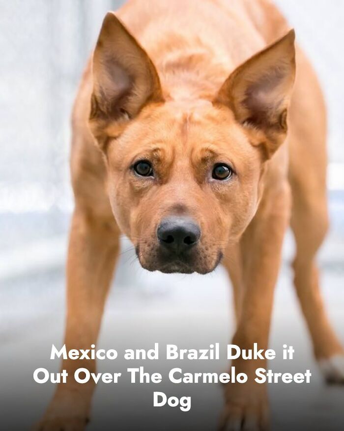 This Page Shared The Stories Of 34 Animals Whose Lives Changed After Someone Finally Came To Help (New Pics) This Page Shared The Stories Of 34 Animals Whose Lives Changed After Someone Finally Came To Help (New Pics)