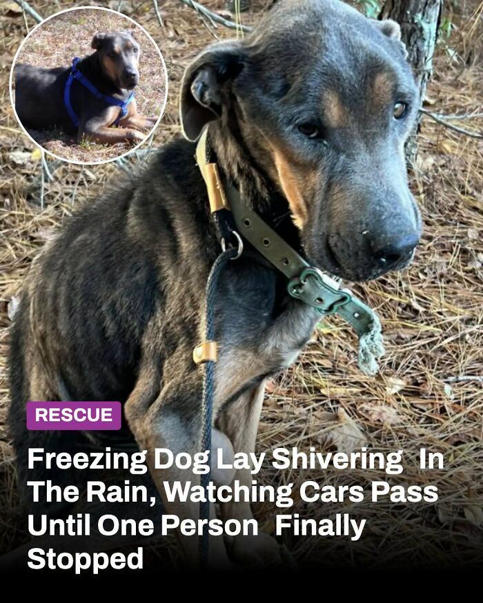 This Page Shared The Stories Of 34 Animals Whose Lives Changed After Someone Finally Came To Help (New Pics) This Page Shared The Stories Of 34 Animals Whose Lives Changed After Someone Finally Came To Help (New Pics)