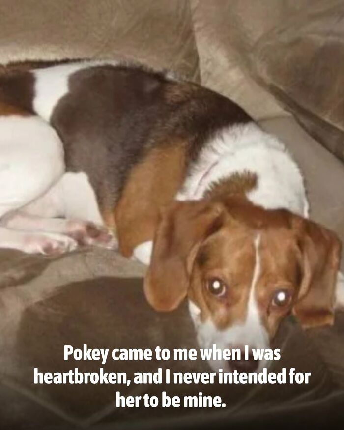 This Page Shared The Stories Of 34 Animals Whose Lives Changed After Someone Finally Came To Help (New Pics) This Page Shared The Stories Of 34 Animals Whose Lives Changed After Someone Finally Came To Help (New Pics)