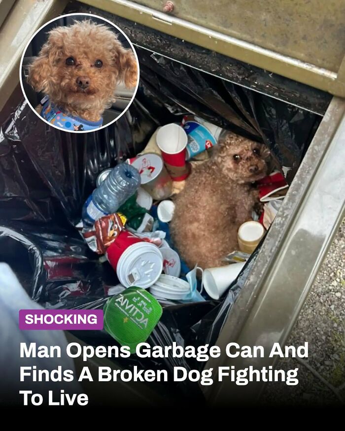 This Page Shared The Stories Of 34 Animals Whose Lives Changed After Someone Finally Came To Help (New Pics) This Page Shared The Stories Of 34 Animals Whose Lives Changed After Someone Finally Came To Help (New Pics)