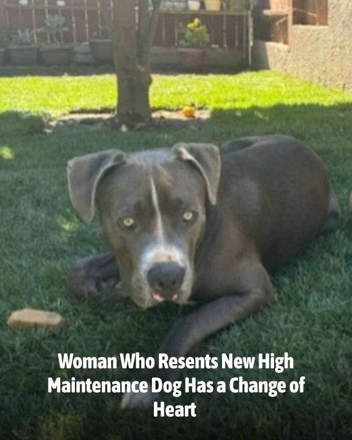 This Page Shared The Stories Of 34 Animals Whose Lives Changed After Someone Finally Came To Help (New Pics) This Page Shared The Stories Of 34 Animals Whose Lives Changed After Someone Finally Came To Help (New Pics)