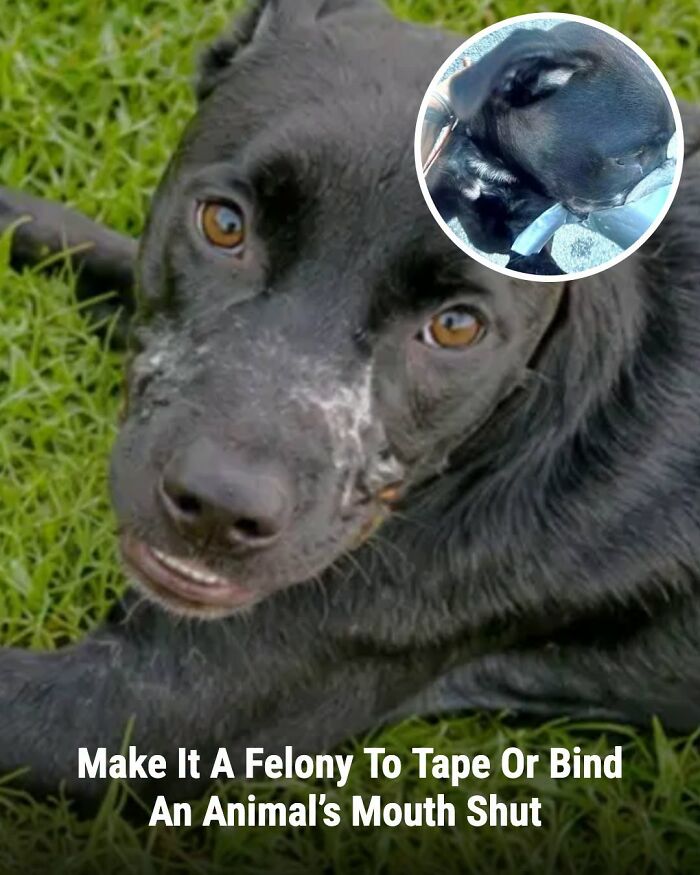 This Page Shared The Stories Of 34 Animals Whose Lives Changed After Someone Finally Came To Help (New Pics) This Page Shared The Stories Of 34 Animals Whose Lives Changed After Someone Finally Came To Help (New Pics)