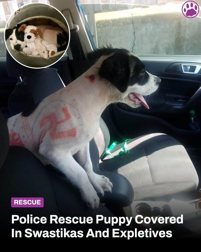 This Page Shared The Stories Of 34 Animals Whose Lives Changed After Someone Finally Came To Help (New Pics) This Page Shared The Stories Of 34 Animals Whose Lives Changed After Someone Finally Came To Help (New Pics)