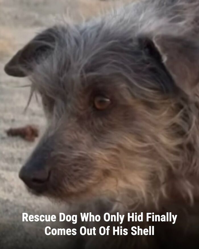 This Page Shared The Stories Of 34 Animals Whose Lives Changed After Someone Finally Came To Help (New Pics) This Page Shared The Stories Of 34 Animals Whose Lives Changed After Someone Finally Came To Help (New Pics)