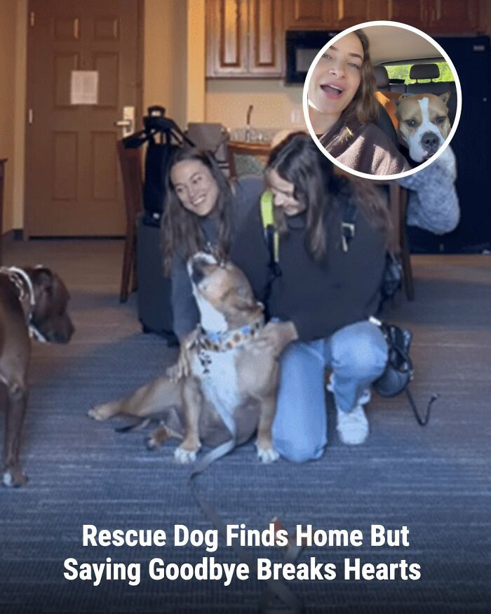 This Page Shared The Stories Of 34 Animals Whose Lives Changed After Someone Finally Came To Help (New Pics) This Page Shared The Stories Of 34 Animals Whose Lives Changed After Someone Finally Came To Help (New Pics)