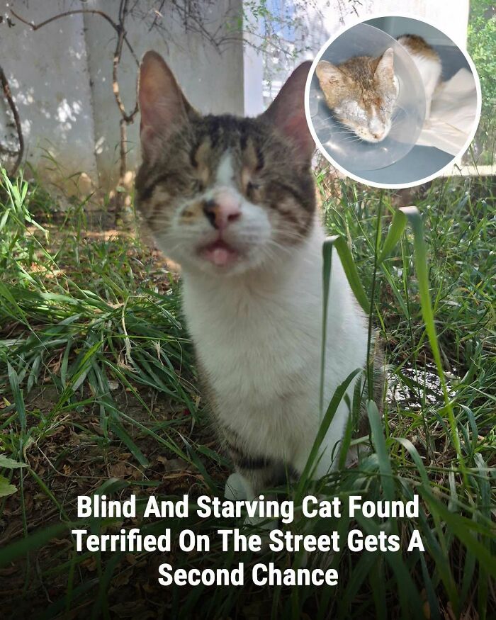 This Page Shared The Stories Of 34 Animals Whose Lives Changed After Someone Finally Came To Help (New Pics) This Page Shared The Stories Of 34 Animals Whose Lives Changed After Someone Finally Came To Help (New Pics)