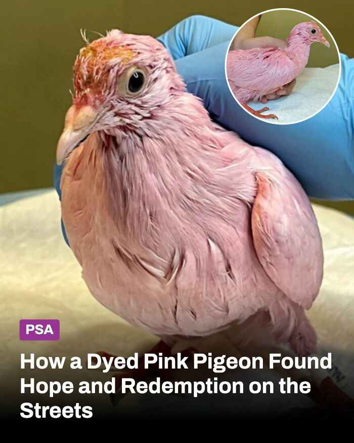 This Page Shared The Stories Of 34 Animals Whose Lives Changed After Someone Finally Came To Help (New Pics) This Page Shared The Stories Of 34 Animals Whose Lives Changed After Someone Finally Came To Help (New Pics)