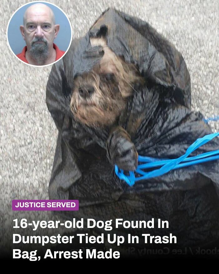 This Page Shared The Stories Of 34 Animals Whose Lives Changed After Someone Finally Came To Help (New Pics) This Page Shared The Stories Of 34 Animals Whose Lives Changed After Someone Finally Came To Help (New Pics)