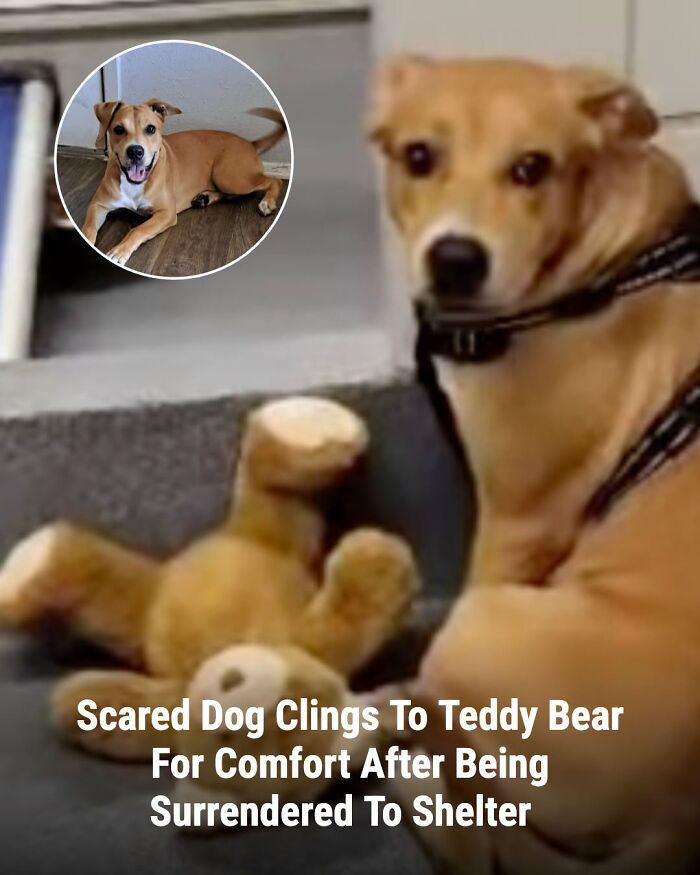 This Page Shared The Stories Of 34 Animals Whose Lives Changed After Someone Finally Came To Help (New Pics) This Page Shared The Stories Of 34 Animals Whose Lives Changed After Someone Finally Came To Help (New Pics)