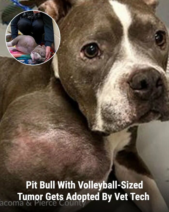 This Page Shared The Stories Of 34 Animals Whose Lives Changed After Someone Finally Came To Help (New Pics) This Page Shared The Stories Of 34 Animals Whose Lives Changed After Someone Finally Came To Help (New Pics)