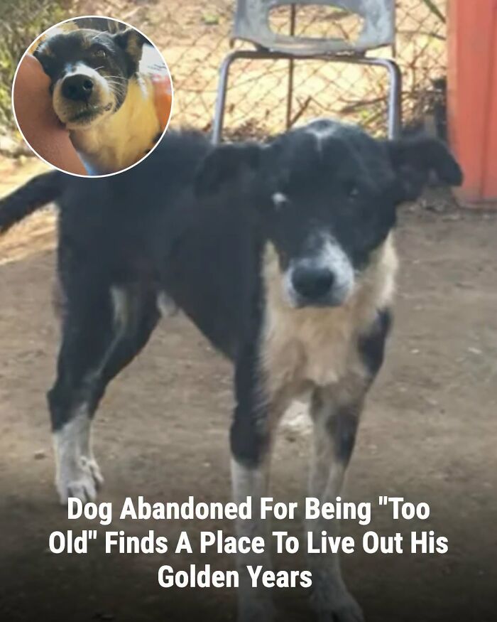 This Page Shared The Stories Of 34 Animals Whose Lives Changed After Someone Finally Came To Help (New Pics) This Page Shared The Stories Of 34 Animals Whose Lives Changed After Someone Finally Came To Help (New Pics)