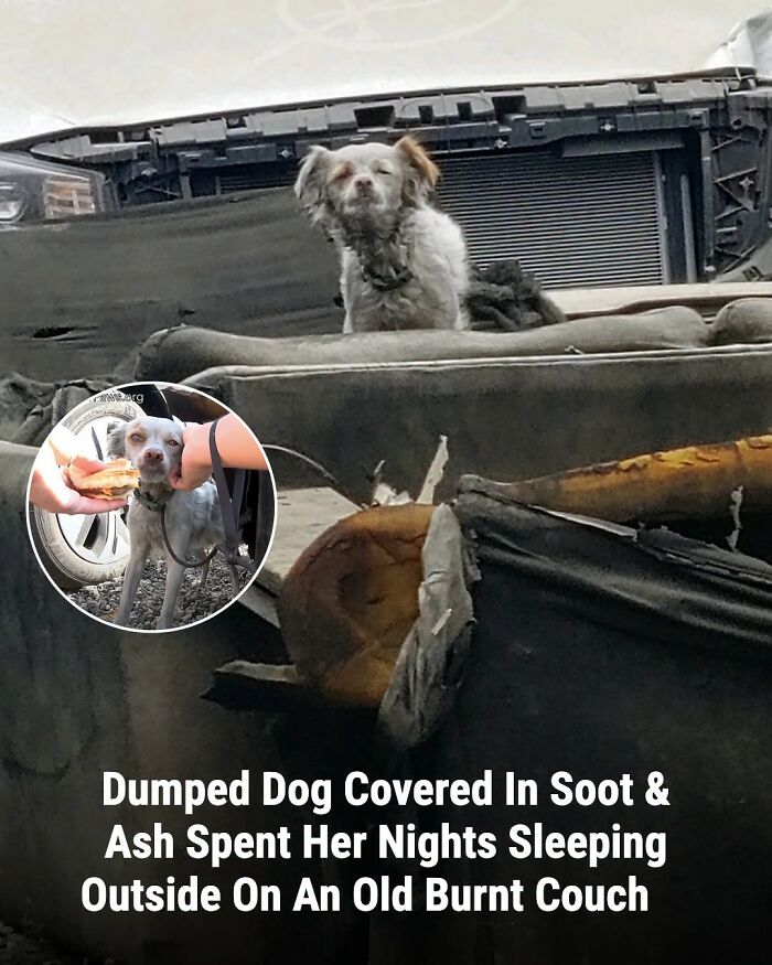 This Page Shared The Stories Of 34 Animals Whose Lives Changed After Someone Finally Came To Help (New Pics) This Page Shared The Stories Of 34 Animals Whose Lives Changed After Someone Finally Came To Help (New Pics)