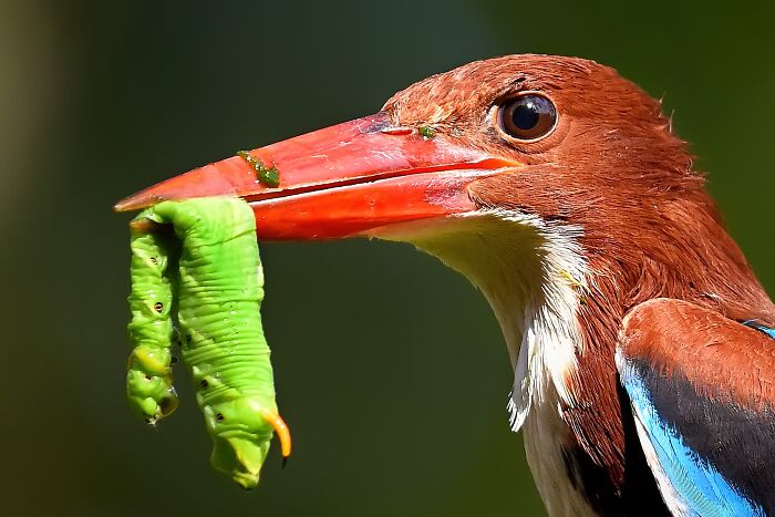 This Photographer Captures The Most Colorful Birds Of India In Action (52 Pics) This Photographer Captures The Most Colorful Birds Of India In Action (52 Pics)