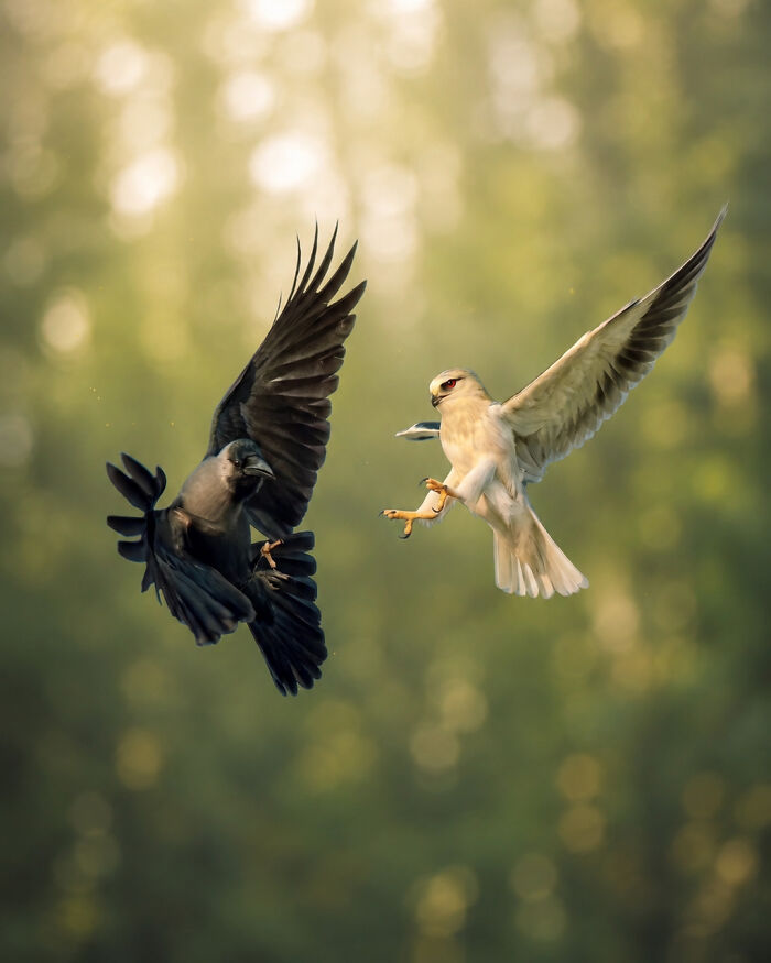 This Photographer Captures The Most Colorful Birds Of India In Action (52 Pics) This Photographer Captures The Most Colorful Birds Of India In Action (52 Pics)