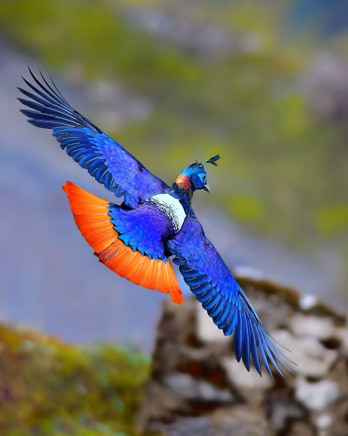 This Photographer Captures The Most Colorful Birds Of India In Action (52 Pics) This Photographer Captures The Most Colorful Birds Of India In Action (52 Pics)