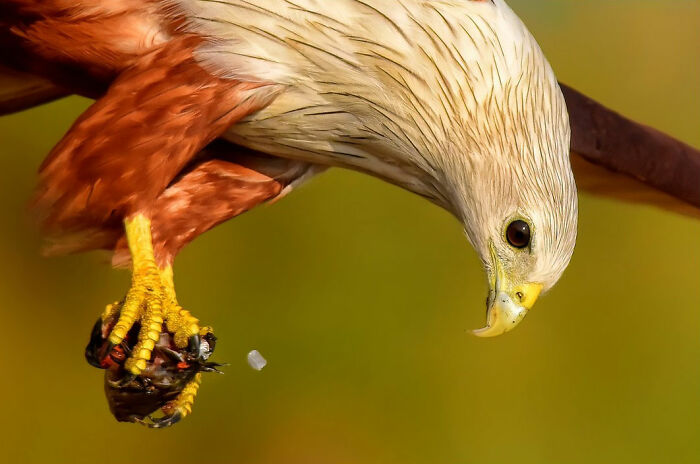 This Photographer Captures The Most Colorful Birds Of India In Action (52 Pics) This Photographer Captures The Most Colorful Birds Of India In Action (52 Pics)