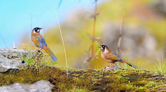 This Photographer Captures The Most Colorful Birds Of India In Action (52 Pics) This Photographer Captures The Most Colorful Birds Of India In Action (52 Pics)