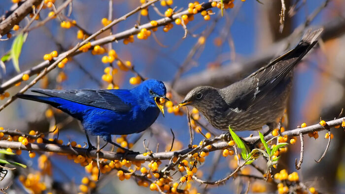 This Photographer Captures The Most Colorful Birds Of India In Action (52 Pics) This Photographer Captures The Most Colorful Birds Of India In Action (52 Pics)