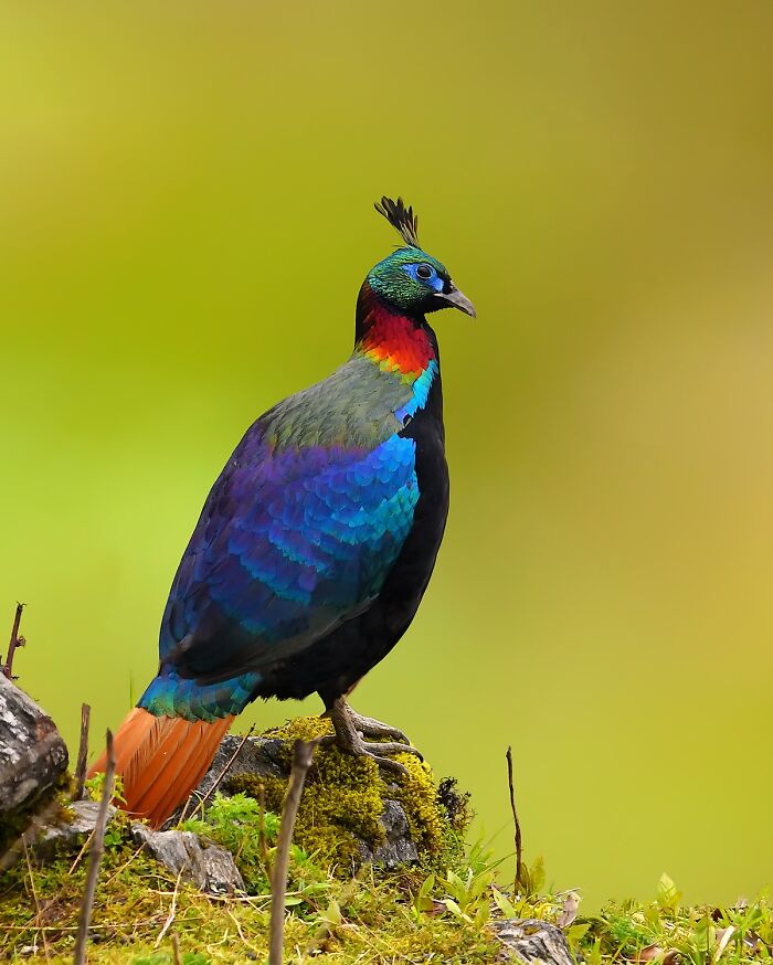 This Photographer Captures The Most Colorful Birds Of India In Action (52 Pics) This Photographer Captures The Most Colorful Birds Of India In Action (52 Pics)