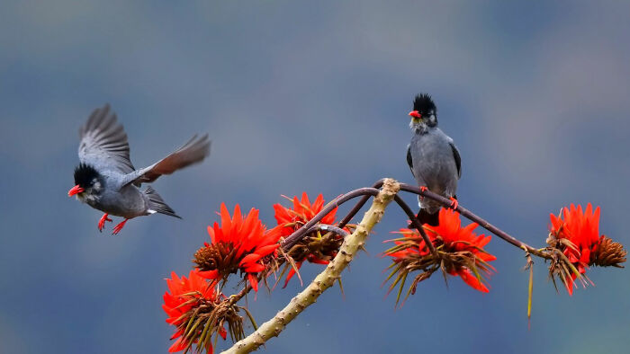 This Photographer Captures The Most Colorful Birds Of India In Action (52 Pics) This Photographer Captures The Most Colorful Birds Of India In Action (52 Pics)