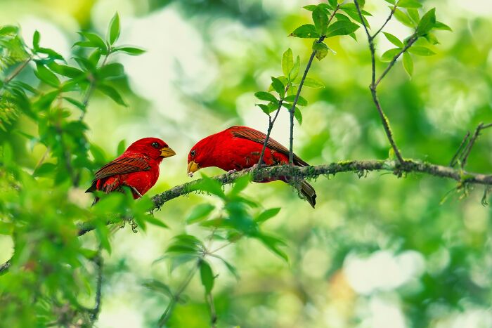 This Photographer Captures The Most Colorful Birds Of India In Action (52 Pics) This Photographer Captures The Most Colorful Birds Of India In Action (52 Pics)