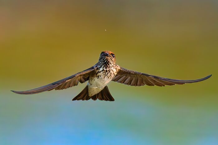 This Photographer Captures The Most Colorful Birds Of India In Action (52 Pics) This Photographer Captures The Most Colorful Birds Of India In Action (52 Pics)