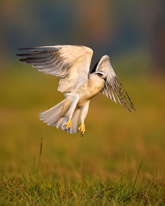 This Photographer Captures The Most Colorful Birds Of India In Action (52 Pics) This Photographer Captures The Most Colorful Birds Of India In Action (52 Pics)