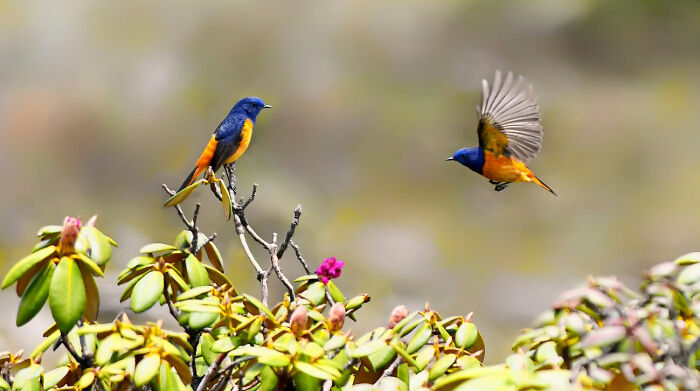 This Photographer Captures The Most Colorful Birds Of India In Action (52 Pics) This Photographer Captures The Most Colorful Birds Of India In Action (52 Pics)