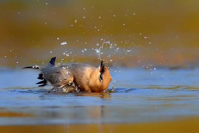 This Photographer Captures The Most Colorful Birds Of India In Action (52 Pics) This Photographer Captures The Most Colorful Birds Of India In Action (52 Pics)