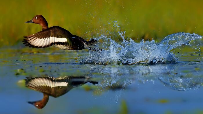 This Photographer Captures The Most Colorful Birds Of India In Action (52 Pics) This Photographer Captures The Most Colorful Birds Of India In Action (52 Pics)