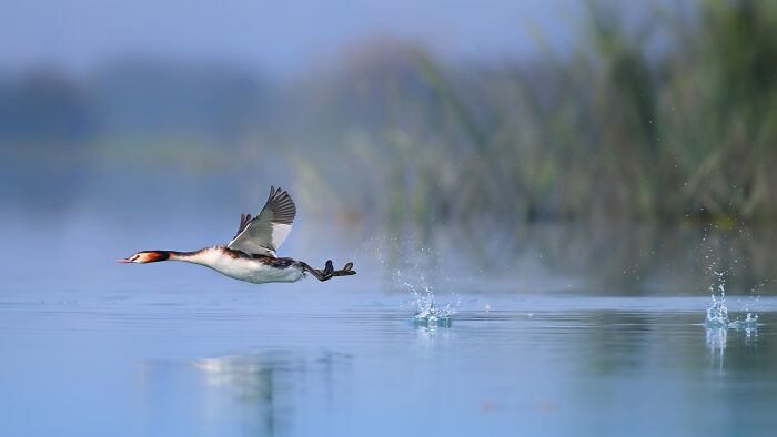 This Photographer Captures The Most Colorful Birds Of India In Action (52 Pics) This Photographer Captures The Most Colorful Birds Of India In Action (52 Pics)