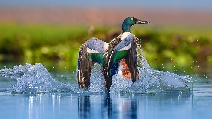 This Photographer Captures The Most Colorful Birds Of India In Action (52 Pics) This Photographer Captures The Most Colorful Birds Of India In Action (52 Pics)