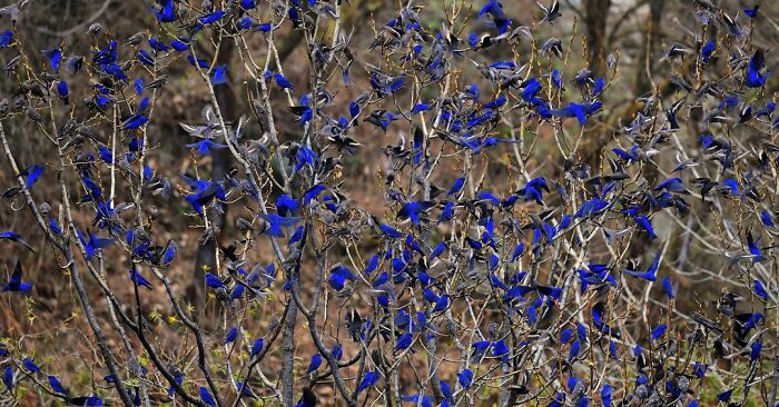 This Photographer Captures The Most Colorful Birds Of India In Action (52 Pics) This Photographer Captures The Most Colorful Birds Of India In Action (52 Pics)
