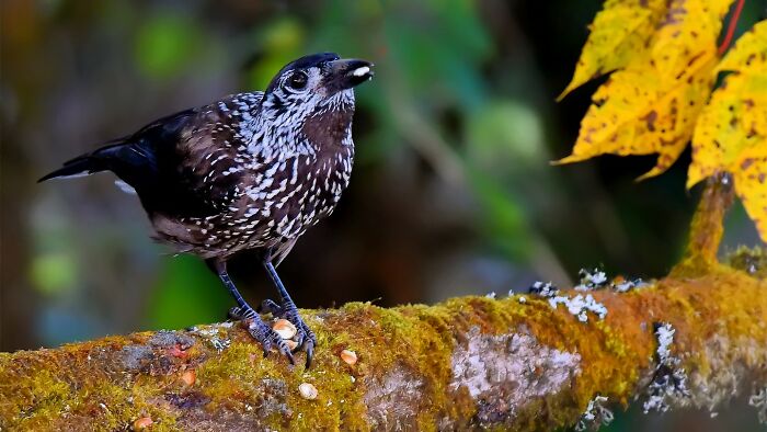 This Photographer Captures The Most Colorful Birds Of India In Action (52 Pics) This Photographer Captures The Most Colorful Birds Of India In Action (52 Pics)