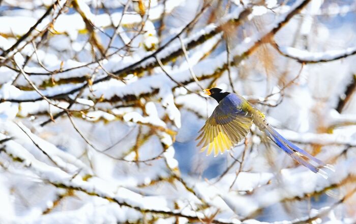 This Photographer Captures The Most Colorful Birds Of India In Action (52 Pics) This Photographer Captures The Most Colorful Birds Of India In Action (52 Pics)