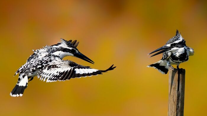 This Photographer Captures The Most Colorful Birds Of India In Action (52 Pics) This Photographer Captures The Most Colorful Birds Of India In Action (52 Pics)