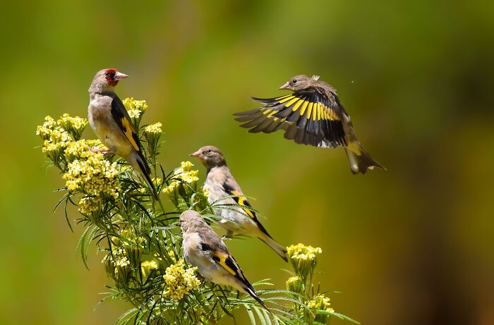 This Photographer Captures The Most Colorful Birds Of India In Action (52 Pics) This Photographer Captures The Most Colorful Birds Of India In Action (52 Pics)